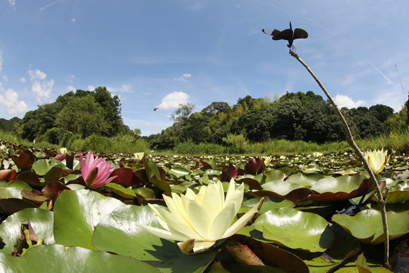 🏞️ 시만토시 잠자리 자연공원 (시만토시 톤보 시젠코엔) 이미지 6
